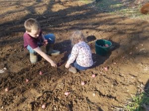 potatoes, red potato, garden, growing, mashed potatoes, food, Irish, homestead