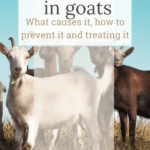 treating hoof rot in goats, what is foot rot in goats