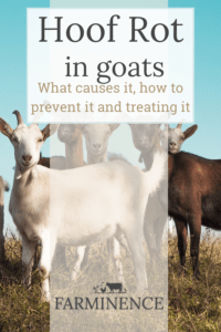 treating hoof rot in goats, what is foot rot in goats