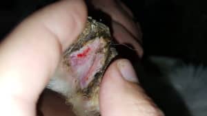 treating hoof rot in goats, treating hoof thrush, treating hoof scald in goats, foot rot in goats, foot rot treatment, hoof rot in goats pictures, hoof rot treatment