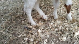 treating hoof rot in goats, treating hoof thrush, treating hoof scald in goats, foot rot in goats, foot rot treatment, hoof rot in goats pictures, hoof rot treatment