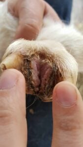 treating hoof rot in goats, treating hoof thrush, treating hoof scald in goats, foot rot in goats, foot rot treatment, hoof rot in goats pictures, hoof rot treatment