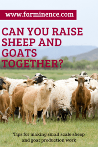 raising sheep and goats together, raise goats and sheep together