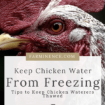 keep chicken water from freezing