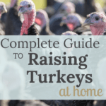 raising turkeys