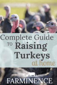 raising turkeys