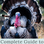 raising turkeys tom