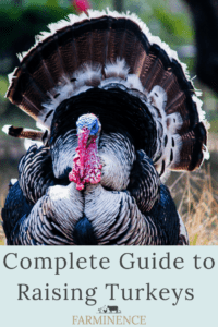 how to raise turkeys at home