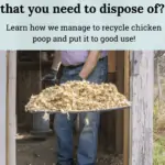chicken poop fertilizer, chicken manure for garden, what to do with chicken poop