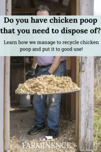 chicken poop fertilizer, chicken manure for garden, what to do with chicken poop