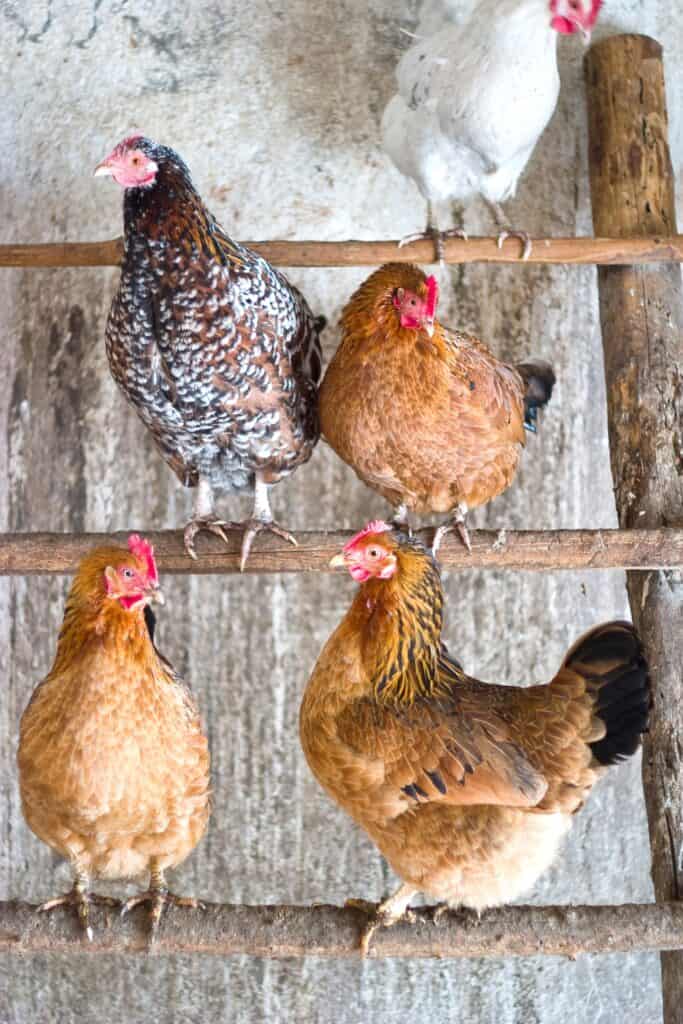 a group of hens is relaxing on roosting bars inside of the coop. You can tell which hens are more dominant because they are on the top roosting bar.