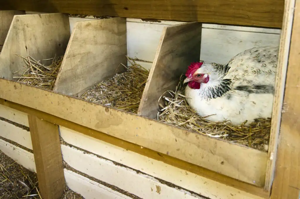 a brahma hen sitting in a nesting box that is filled with straw inside of a chicken coop