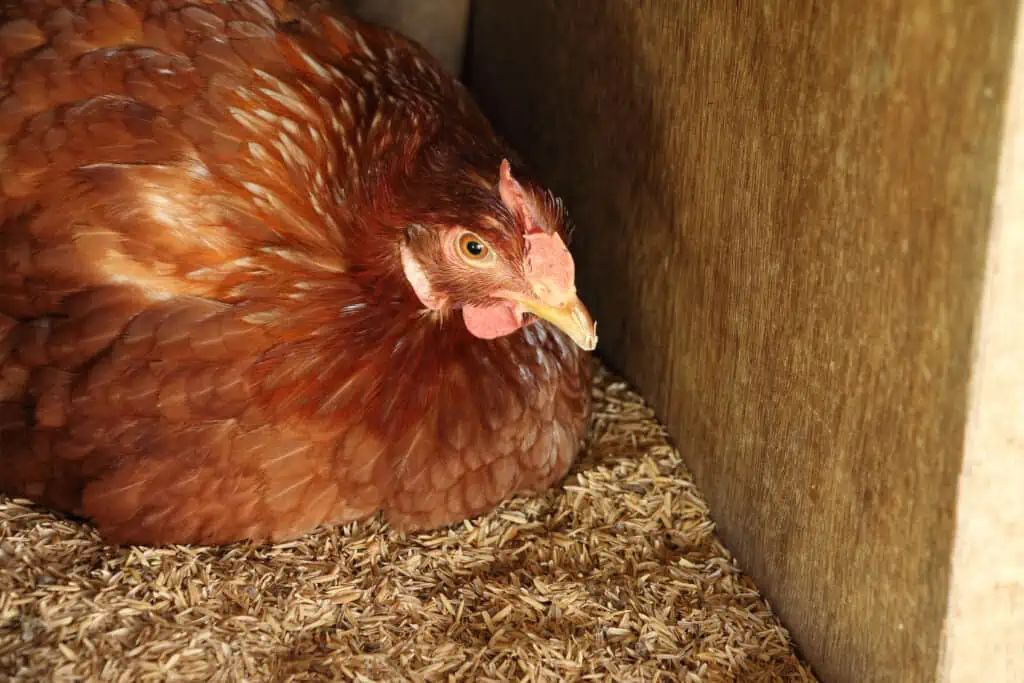 a hen sitting in a chicken nesting box trying to lay an egg