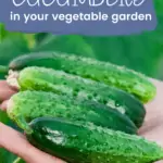 how to grow cucumbers, growing cucumbers