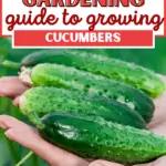 how to grow cucumbers, growing cucumbers