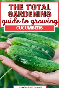 how to grow cucumbers, growing cucumbers