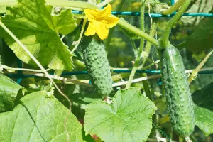do cucumbers need to climb, how to grow cucumbers