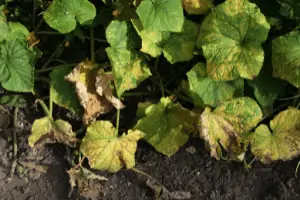 growing cucumbers, cucumber plant diseases powdery mildew