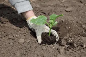 how to start a vegetable garden, starting a vegetable garden